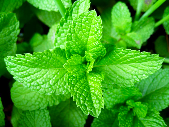 Peppermint - Weight Loss Diet to Lose Weight Fast